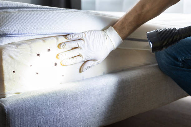 Best Flea Control Services  in Huntgton, IN